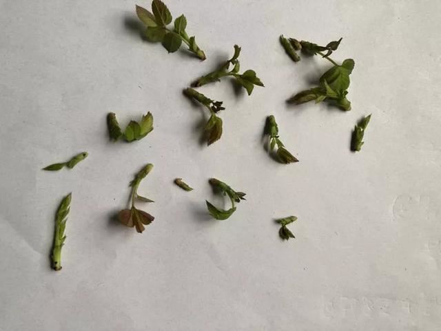 春天一定要给月季这样“抹芽”，开花轻松爆盆