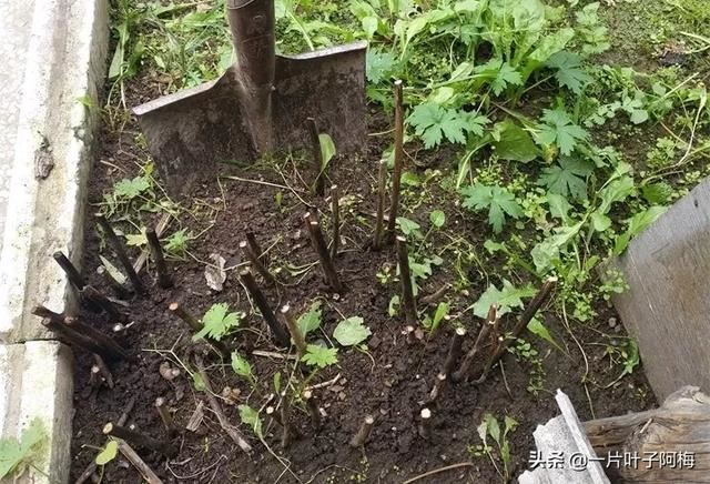 虎皮兰扦插没金边，芍药月季别播种，不然越长花越丑，掉价