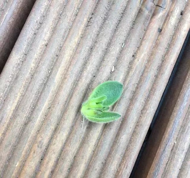 养花，矮牵牛，矮牵牛，种出宣传图片爆美效果