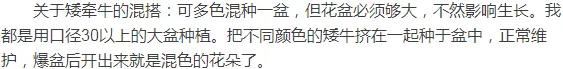 养花，矮牵牛，矮牵牛，种出宣传图片爆美效果