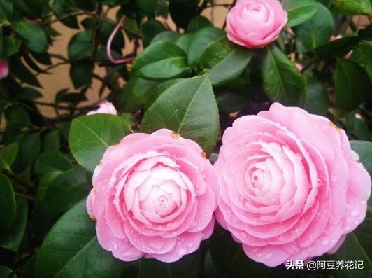 新手养花：枝叶总发黄，选“山茶花”，易养护、花期长、花香浓