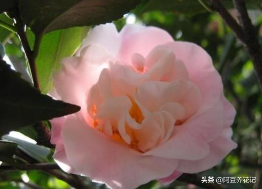 新手养花：枝叶总发黄，选“山茶花”，易养护、花期长、花香浓