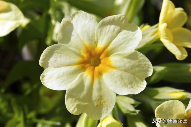 报春花，春节了还没开花？注意这些方面，植株繁茂，花开到5月