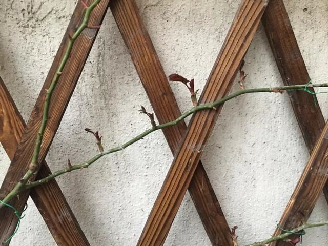 春天一定要给月季这样“抹芽”，开花轻松爆盆