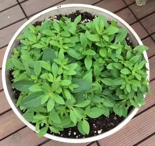 养花，矮牵牛，矮牵牛，种出宣传图片爆美效果
