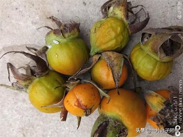 虎皮兰扦插没金边，芍药月季别播种，不然越长花越丑，掉价