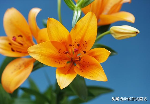 开春宅家来养花：百合插枝也能开花？快来学会这几点吧