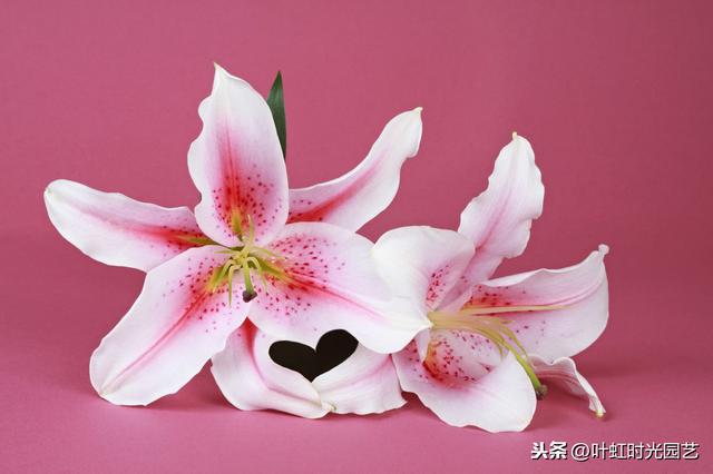 开春宅家来养花：百合插枝也能开花？快来学会这几点吧