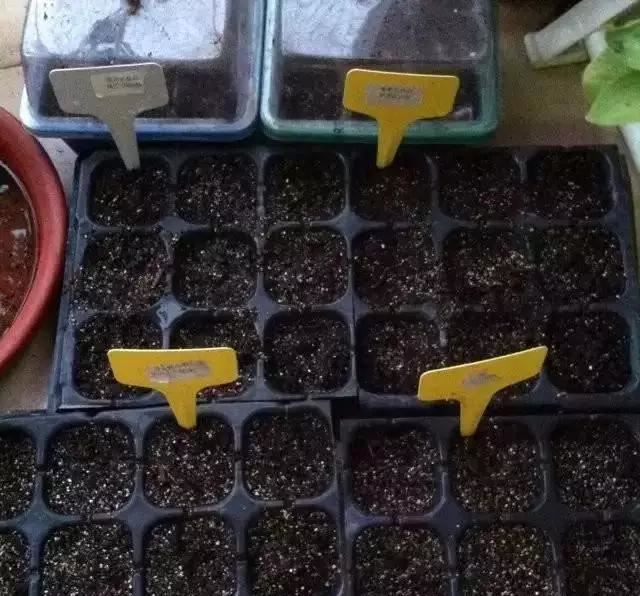 养花，矮牵牛，矮牵牛，种出宣传图片爆美效果