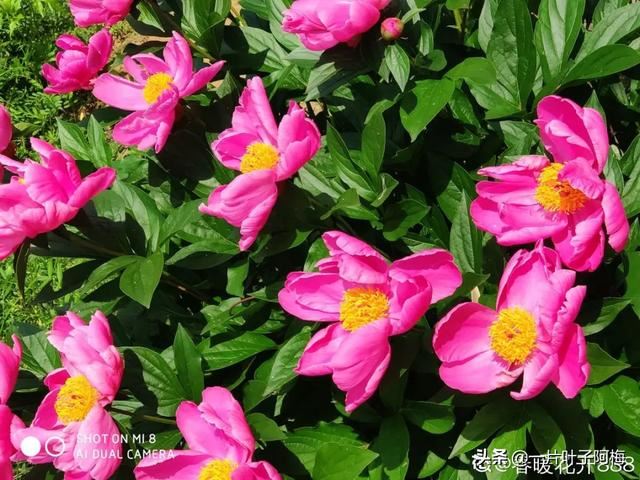 虎皮兰扦插没金边，芍药月季别播种，不然越长花越丑，掉价