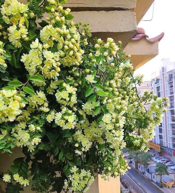 此花超好养，花量不输“三角梅”，1年蹿3米，枝条沾土生根