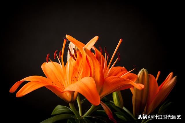 开春宅家来养花：百合插枝也能开花？快来学会这几点吧