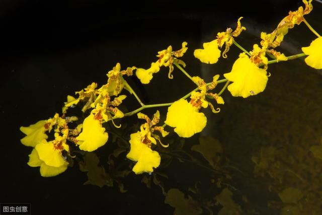 文心兰不开花，原因往往是1点，及时调整，花开“爆满盆