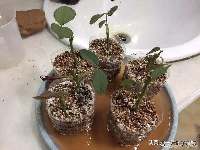 虎皮兰扦插没金边，芍药月季别播种，不然越长花越丑，掉价