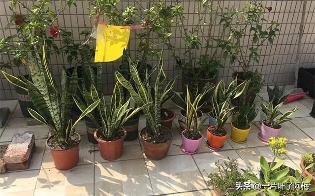 虎皮兰扦插没金边，芍药月季别播种，不然越长花越丑，掉价