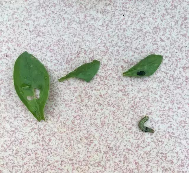养花，矮牵牛，矮牵牛，种出宣传图片爆美效果