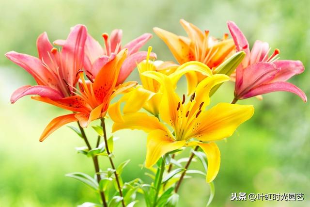 开春宅家来养花：百合插枝也能开花？快来学会这几点吧