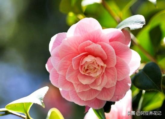 新手养花：枝叶总发黄，选“山茶花”，易养护、花期长、花香浓