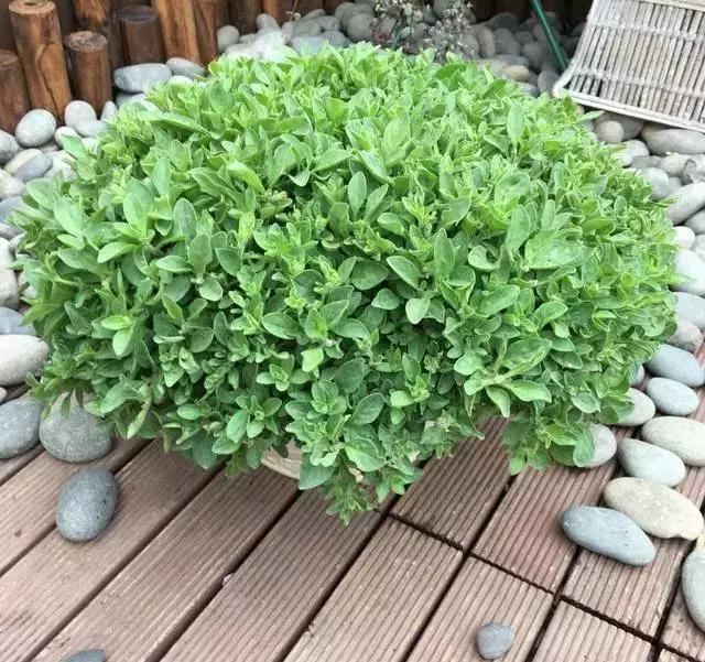 养花，矮牵牛，矮牵牛，种出宣传图片爆美效果