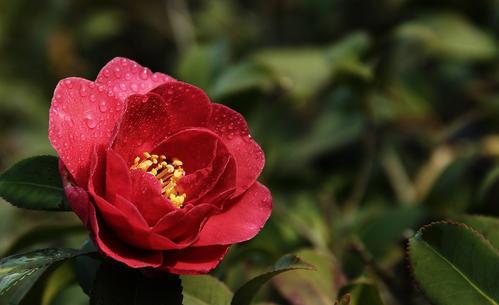 蟹爪兰、茶花开花惹人喜，自己动手扦插两盆，来年满满收获