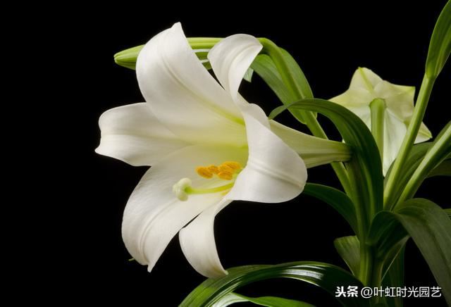 开春宅家来养花：百合插枝也能开花？快来学会这几点吧
