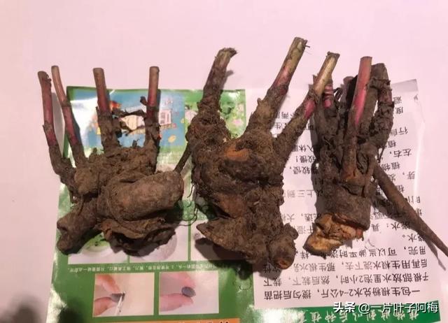 虎皮兰扦插没金边，芍药月季别播种，不然越长花越丑，掉价