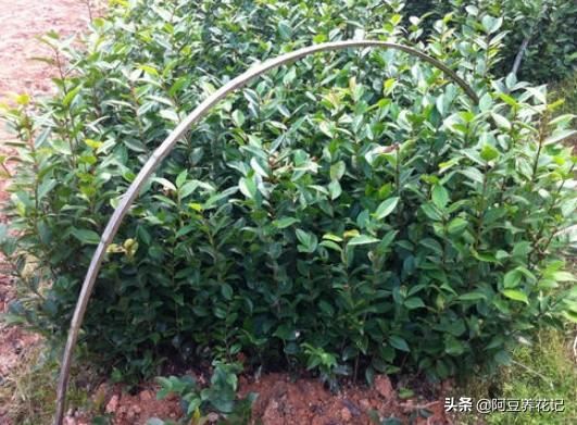 新手养花：枝叶总发黄，选“山茶花”，易养护、花期长、花香浓
