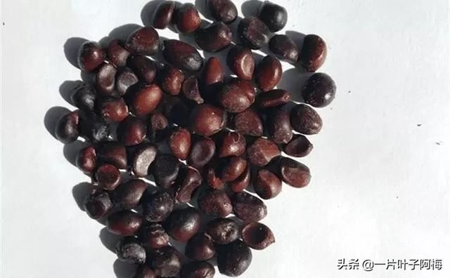 虎皮兰扦插没金边，芍药月季别播种，不然越长花越丑，掉价