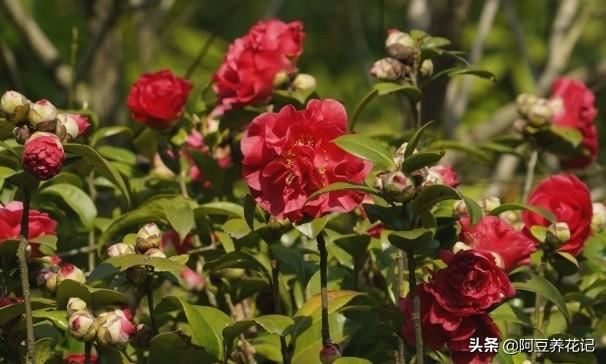 新手养花：枝叶总发黄，选“山茶花”，易养护、花期长、花香浓
