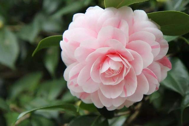 蟹爪兰、茶花开花惹人喜，自己动手扦插两盆，来年满满收获