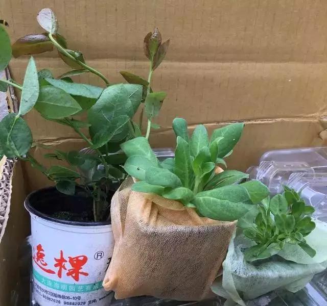养花，矮牵牛，矮牵牛，种出宣传图片爆美效果