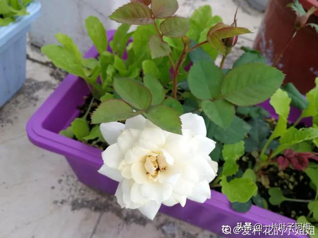 虎皮兰扦插没金边，芍药月季别播种，不然越长花越丑，掉价