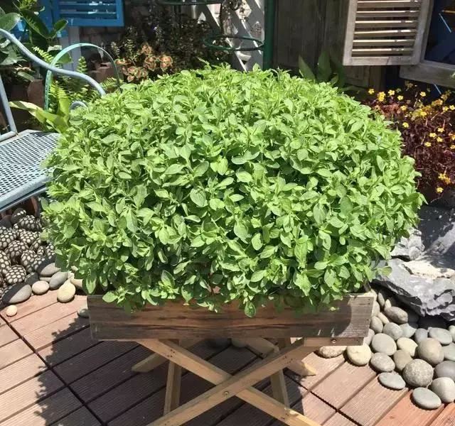 养花，矮牵牛，矮牵牛，种出宣传图片爆美效果