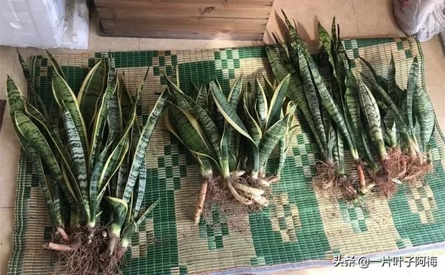 虎皮兰扦插没金边，芍药月季别播种，不然越长花越丑，掉价