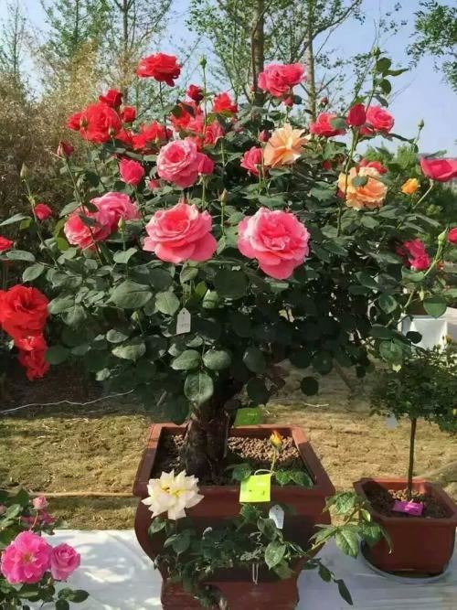 这3种花闲来没事就扦插，找根枝条埋盆里，容易成活明年开花