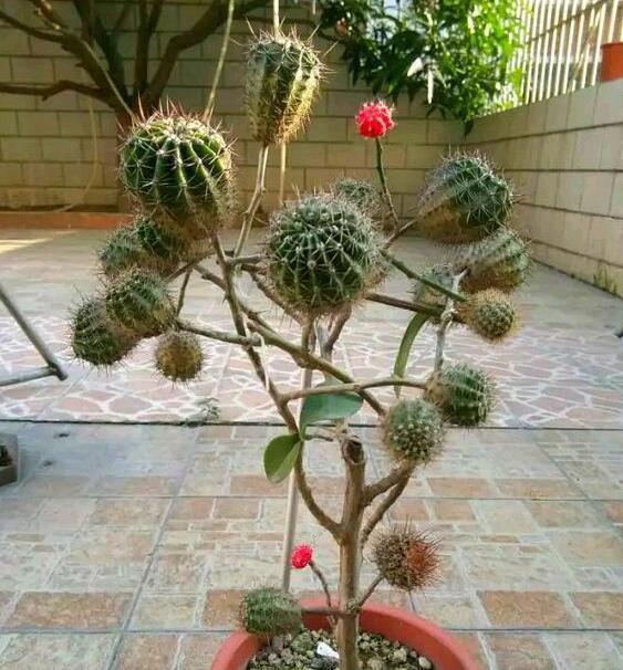 此花超好养，花量不输“三角梅”，1年蹿3米，枝条沾土生根