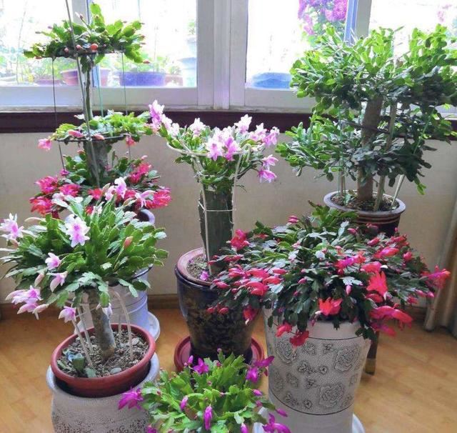 蟹爪兰、茶花开花惹人喜，自己动手扦插两盆，来年满满收获