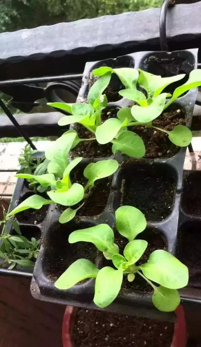 养花，矮牵牛，矮牵牛，种出宣传图片爆美效果