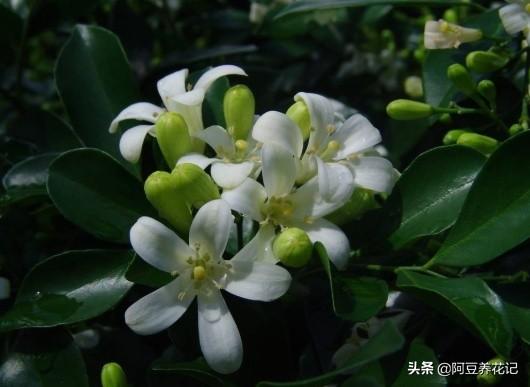 新手养花：枝叶总发黄，选“山茶花”，易养护、花期长、花香浓