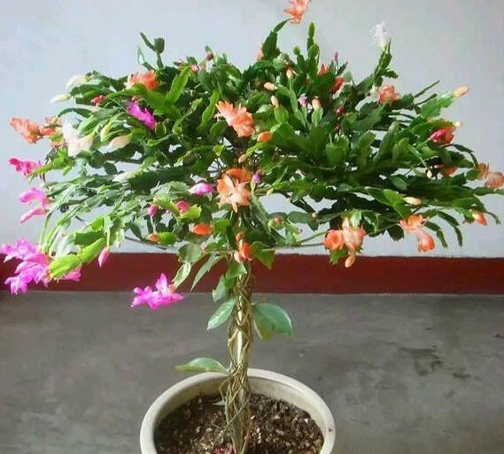 此花超好养，花量不输“三角梅”，1年蹿3米，枝条沾土生根