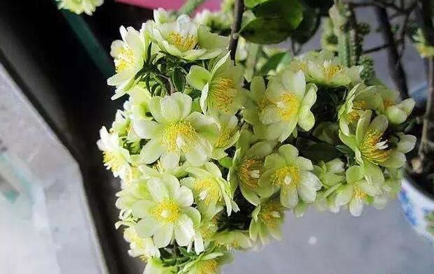 此花超好养，花量不输“三角梅”，1年蹿3米，枝条沾土生根