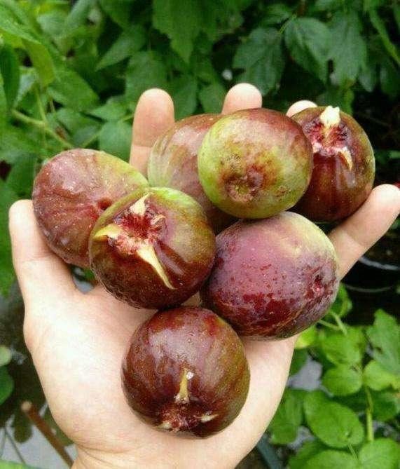 冬季养盆栽无花果，别忘这“3点”，来年结果才能多，顺利挂满果