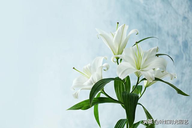 开春宅家来养花：百合插枝也能开花？快来学会这几点吧
