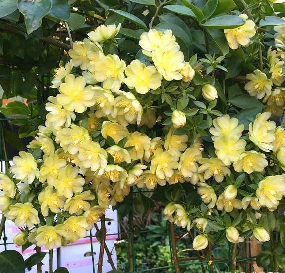 此花超好养，花量不输“三角梅”，1年蹿3米，枝条沾土生根