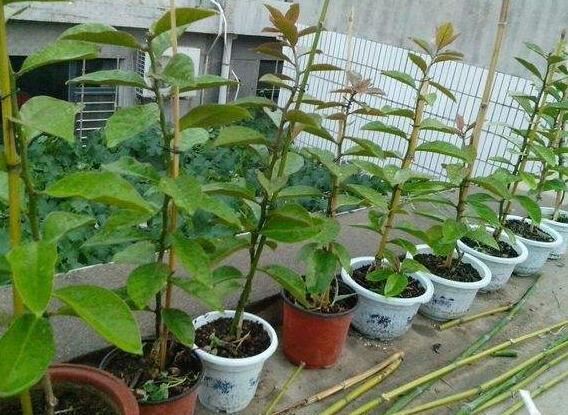 此花超好养，花量不输“三角梅”，1年蹿3米，枝条沾土生根