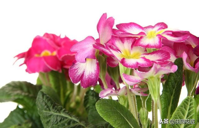 报春花，春节了还没开花？注意这些方面，植株繁茂，花开到5月