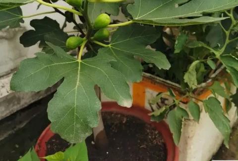 冬季养盆栽无花果，别忘这“3点”，来年结果才能多，顺利挂满果
