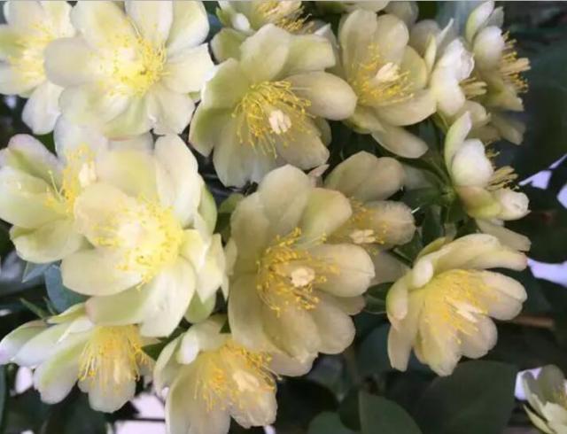 此花超好养，花量不输“三角梅”，1年蹿3米，枝条沾土生根