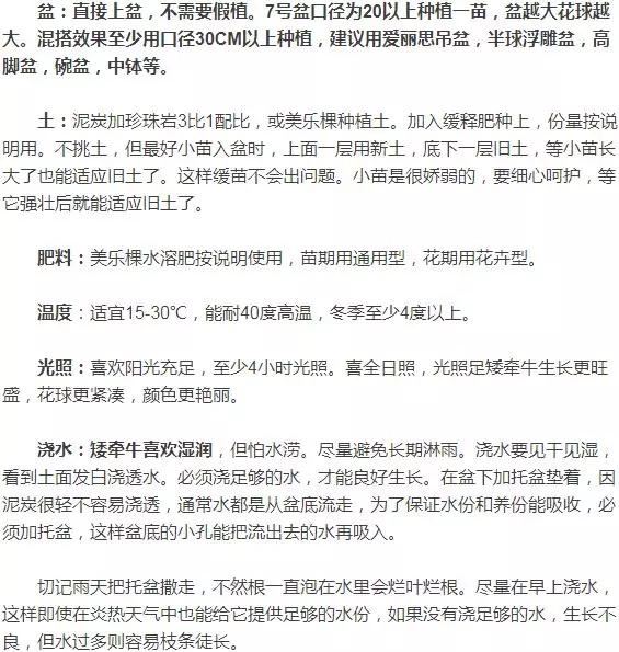 养花，矮牵牛，矮牵牛，种出宣传图片爆美效果