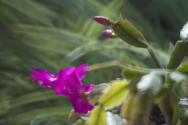 蟹爪兰、茶花开花惹人喜，自己动手扦插两盆，来年满满收获
